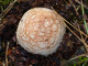 paddenstoelen 2 003